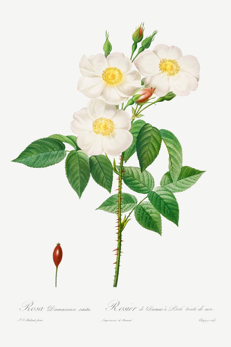 Rosa Damascena, Subalba (1817–1824) by Pierre-Joseph Redouté and Henry Joseph Redouté. Original from The…