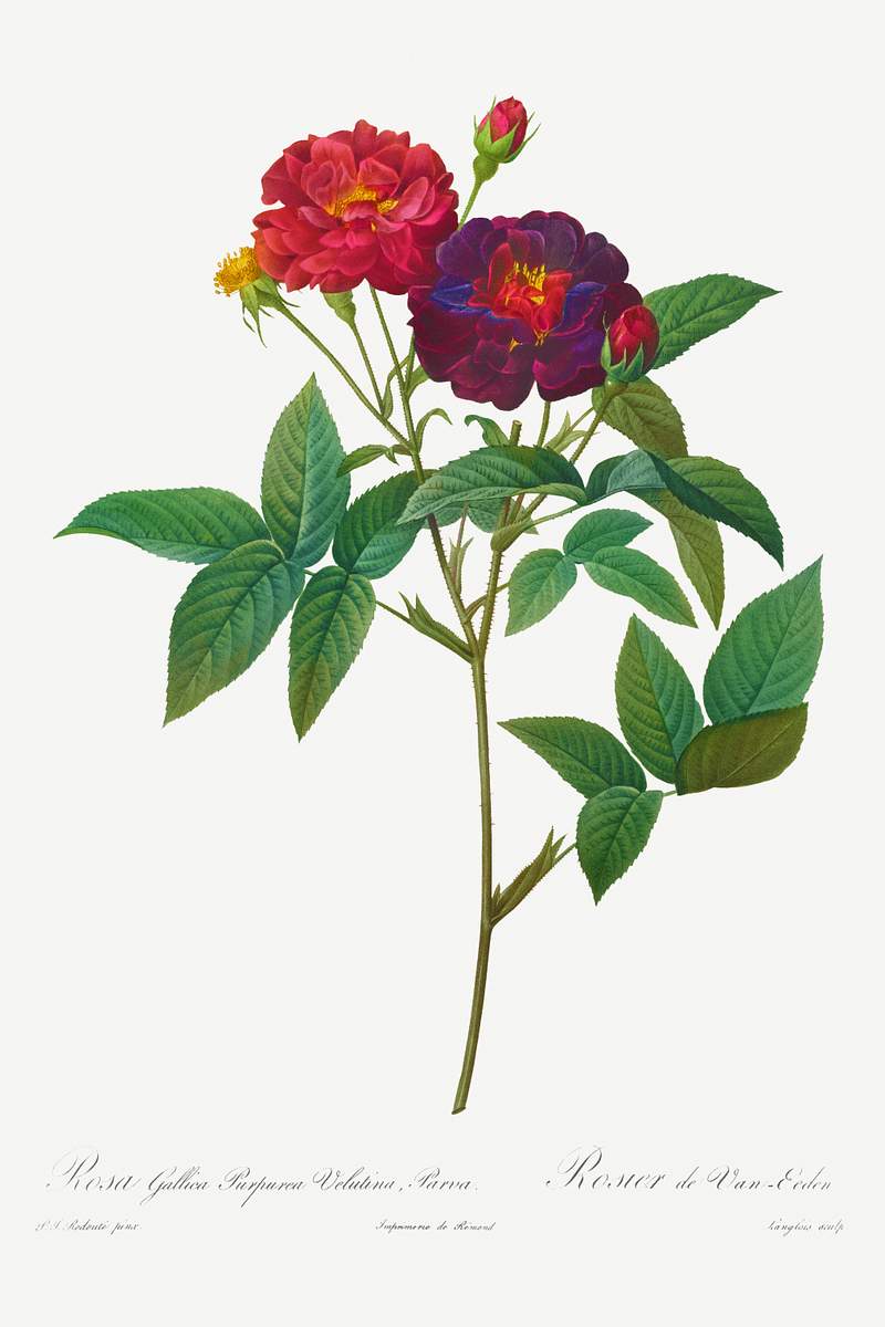 Rosa Gallica Purpurea Velutina Parva (1817–1824) by Pierre-Joseph Redouté and Henry Joseph Redouté.…