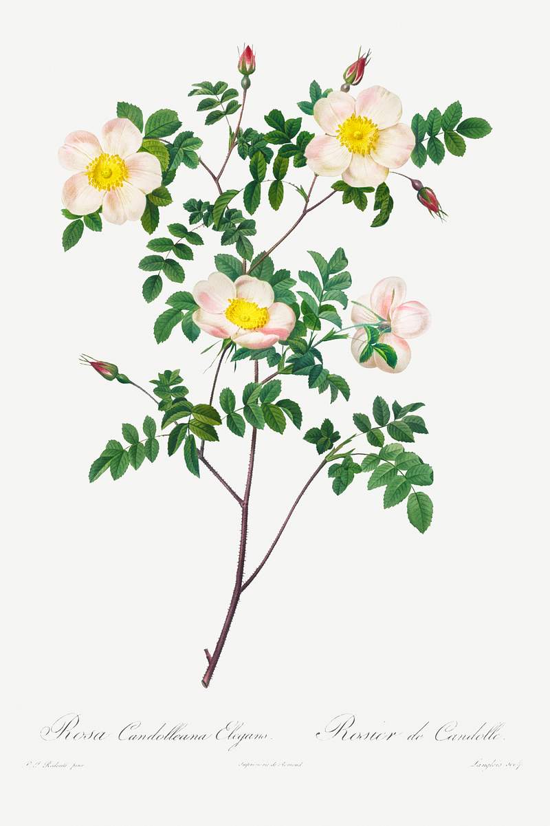 Rosa Candolleana Elegans (1817–1824) by Pierre-Joseph Redouté and Henry Joseph Redouté. Original from The…