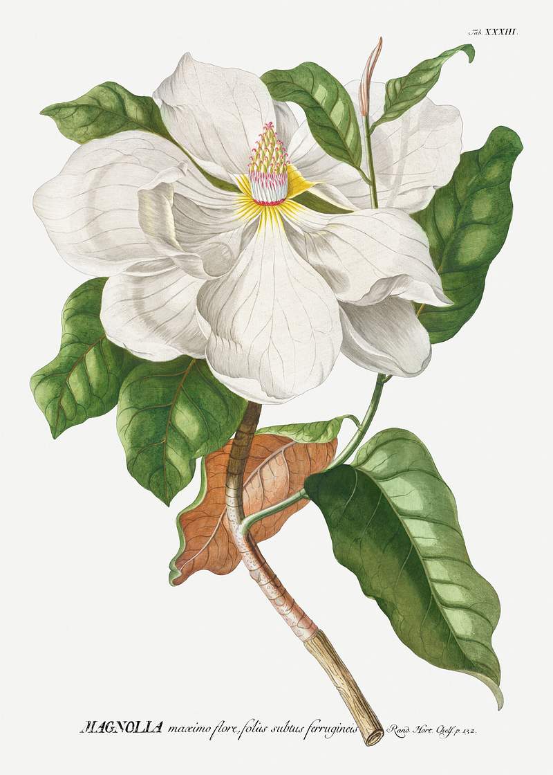 Plantae Selectae: No. 33–Magnolia by… | Free public domain illustration Plantae Selectae: No. 33–Magnolia by Georg Dionysius Ehret. Original from The Cleveland Museum of Art. Digitally…