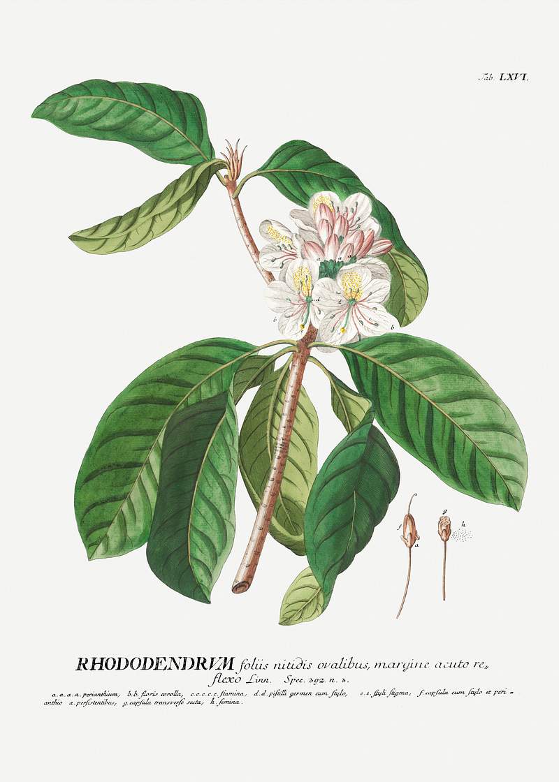Plantae Selectae: No. 66–Rhododendron or Snow–rose by Georg Dionysius Ehret. Original from The Cleveland Museum…