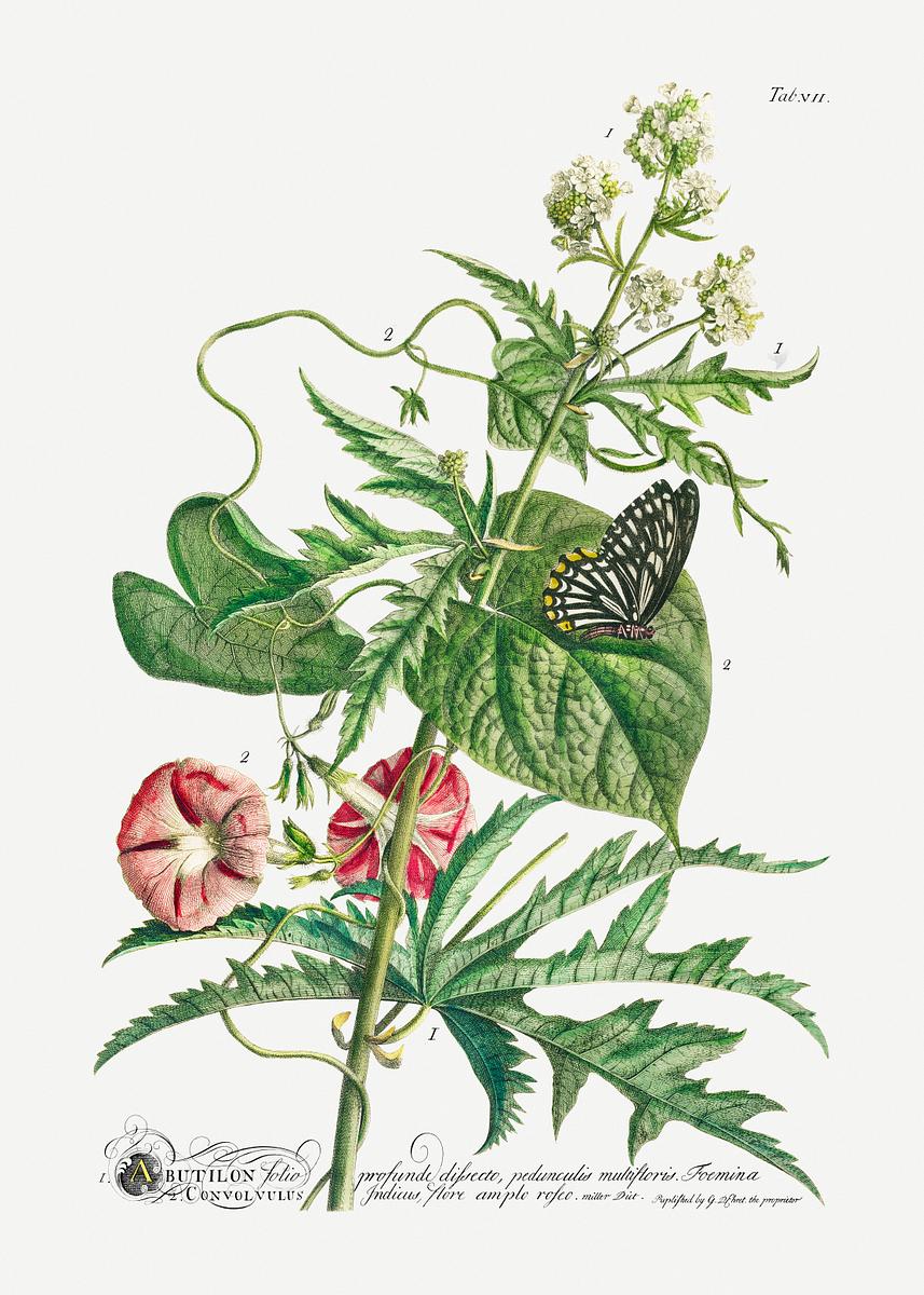 Plantae et papiliones rariores: No.… | Free public domain illustration Plantae et papiliones rariores: No. 7–Abutilon or Talini's Pink (1748) by Georg Dionysius Ehret. Original from The…
