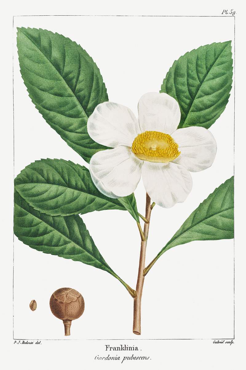 Vintage botanical illustration | Free public domain illustration Gordonia pubescens or Franklinia pl. 59 (1819) from The North American Sylva by François André Michaux.…