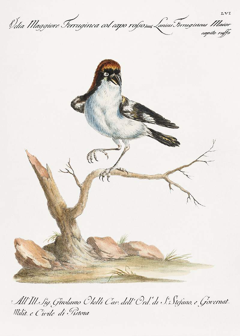 Lanius Ferrugineus Maior Capite Ruffo (Lanius) by Saverio Manetti (1723–1785). Original from The Beinecke Rare Book & Manuscript Library. Digitally enhanced by rawpixel. Lanius Ferrugineus Maior Capite Ruffo (Lanius) by Saverio Manetti (1723–1785). Original from The Beinecke Rare Book &…