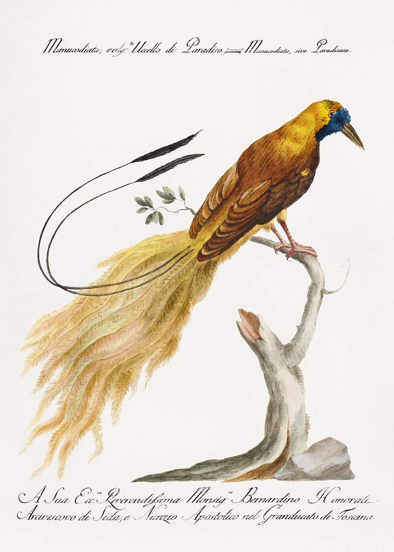 Manucodiata, sive paradisaea (Bird of Paradise) by Saverio Manetti (1723–1785). Original from The Beinecke Rare Book & Manuscript Library. Digitally enhanced by rawpixel. Manucodiata, sive paradisaea (Bird of Paradise) by Saverio Manetti (1723–1785). Original from The Beinecke Rare Book &…