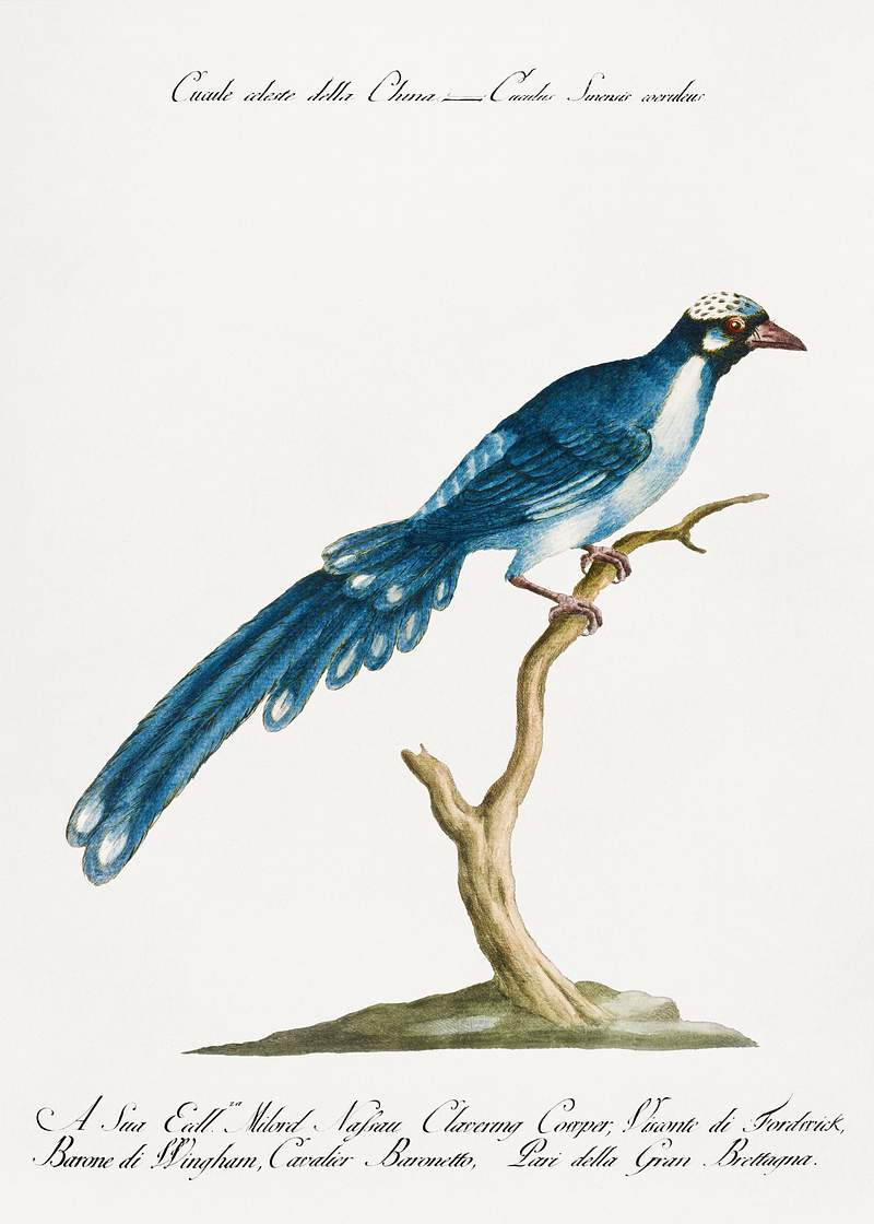Cucule celeste della China (Cuckoo) by Saverio Manetti (1723–1785). Original from The Beinecke Rare Book & Manuscript Library. Digitally enhanced by rawpixel. Cucule celeste della China (Cuckoo) by Saverio Manetti (1723–1785). Original from The Beinecke Rare Book & Manuscript…