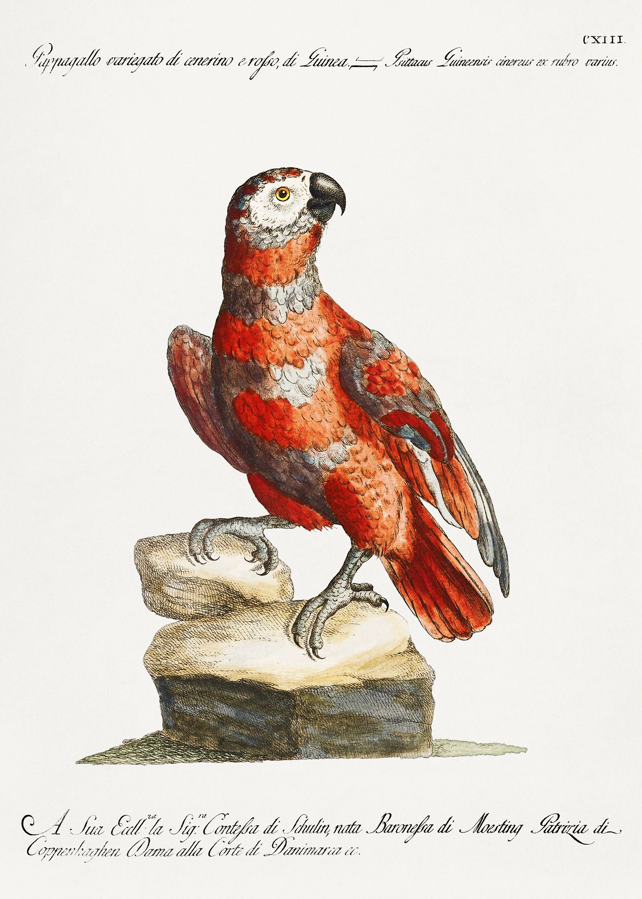 Pappagallo Variegato Di Cenerino E Rosso Di Guinea Parrot Vintage I Royalty Free Illustration 2273791