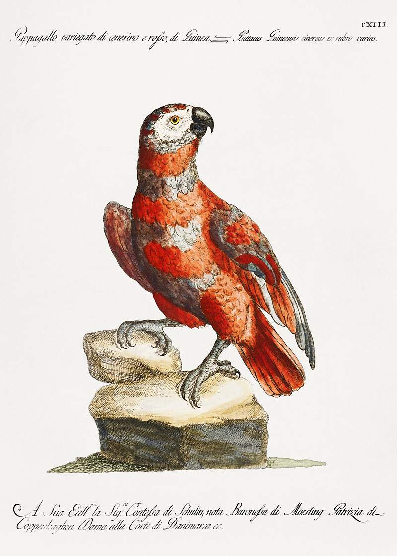 Pappagallo variegato di cenerino e rosso, di Guinea (Parrot) by Saverio Manetti (1723–1785). Original from The Beinecke Rare Book & Manuscript Library. Digitally enhanced by rawpixel. Pappagallo variegato di cenerino e rosso, di Guinea (Parrot) by Saverio Manetti (1723–1785). Original from The Beinecke…