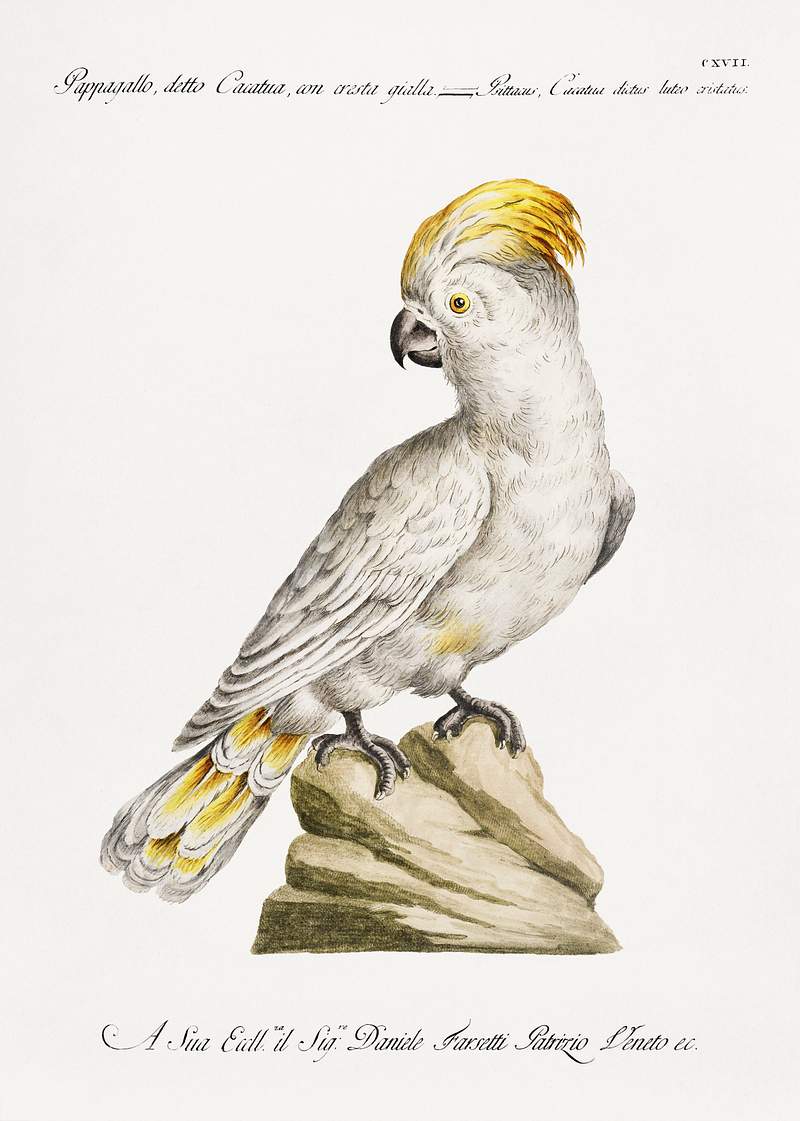 Pappagallo, detto cacatua, con cresta gialla (Cockatoo) by Saverio Manetti (1723–1785). Original from The Beinecke Rare Book & Manuscript Library. Digitally enhanced by rawpixel. Pappagallo, detto cacatua, con cresta gialla (Cockatoo) by Saverio Manetti (1723–1785). Original from The Beinecke Rare…