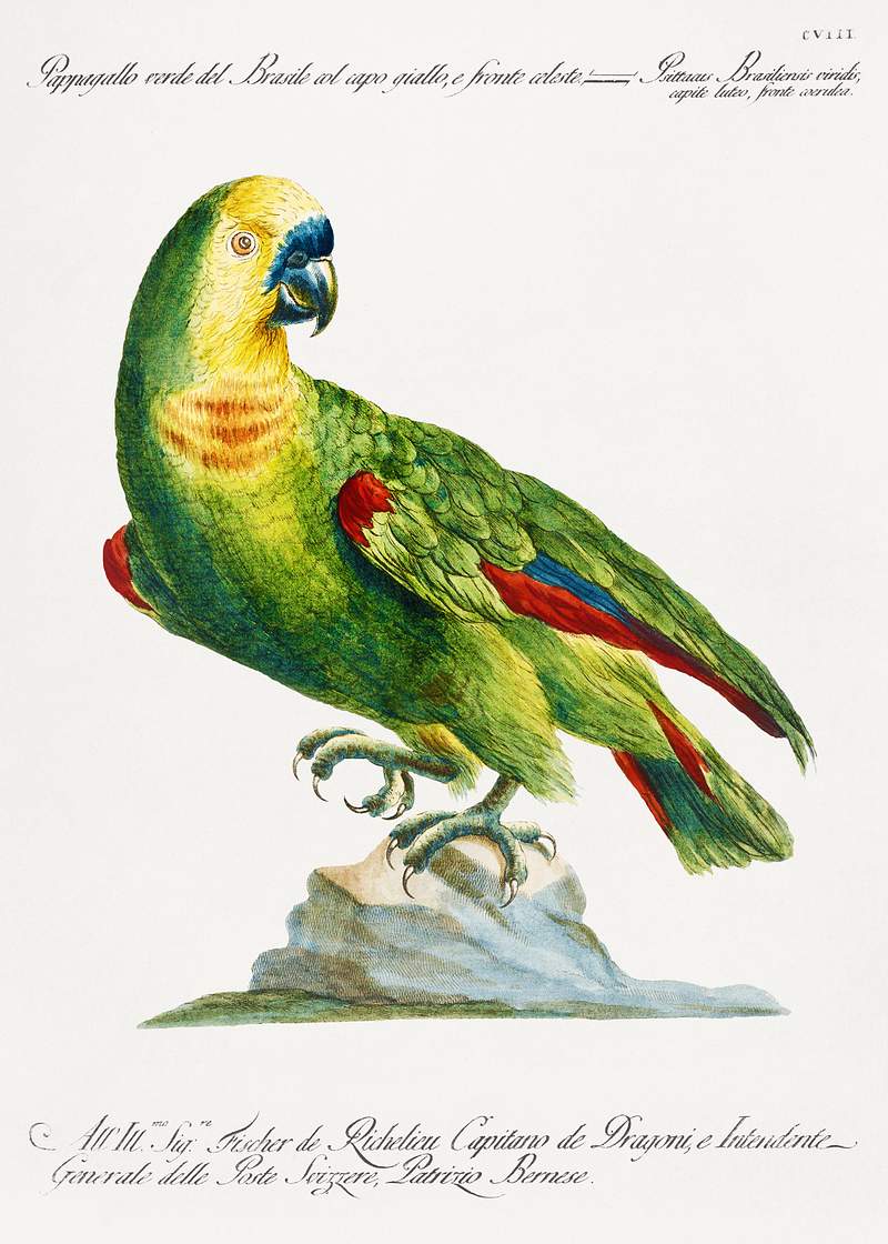 Pappagallo, verde del Brasile col capo giallo, e fronte celeste (Parrot) by Saverio Manetti (1723–1785). Original from The Beinecke Rare Book & Manuscript Library. Digitally enhanced by rawpixel. Pappagallo, verde del Brasile col capo giallo, e fronte celeste (Parrot) by Saverio Manetti (1723–1785). Original from…