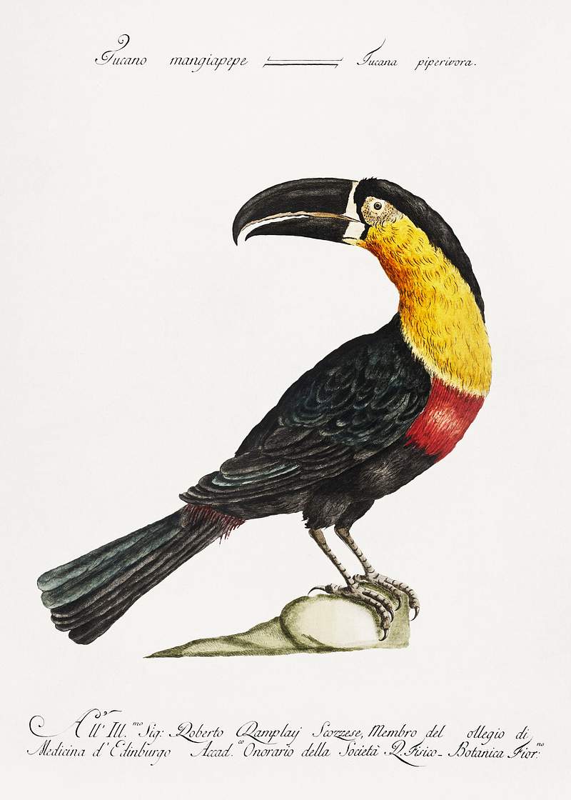 Tucana Piperivora (Mangiapepe Toucan) by Saverio Manetti (1723–1785). Original from The Beinecke Rare Book & Manuscript Library. Digitally enhanced by rawpixel. Tucana Piperivora (Mangiapepe Toucan) by Saverio Manetti (1723–1785). Original from The Beinecke Rare Book & Manuscript…