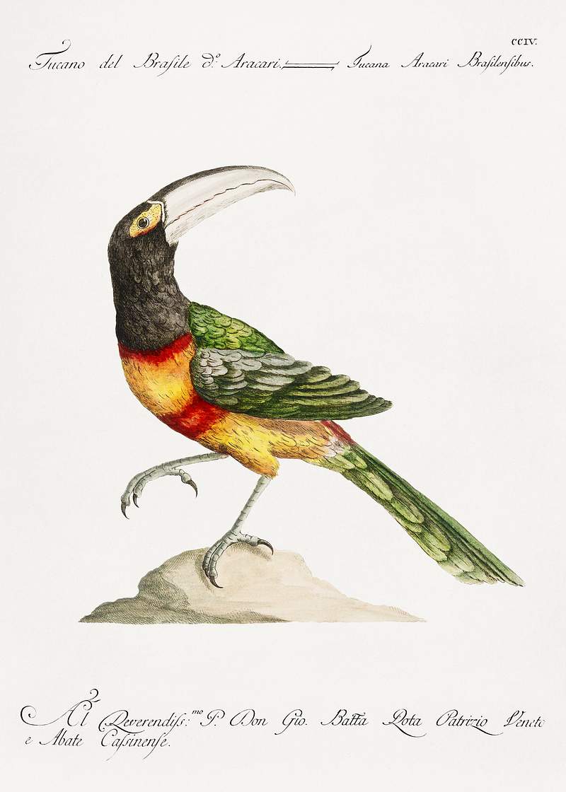 Tucana Aracari Brasilensibus (Toucan) by Saverio Manetti (1723–1785). Original from The Beinecke Rare Book & Manuscript Library. Digitally enhanced by rawpixel. Tucana Aracari Brasilensibus (Toucan) by Saverio Manetti (1723–1785). Original from The Beinecke Rare Book & Manuscript…