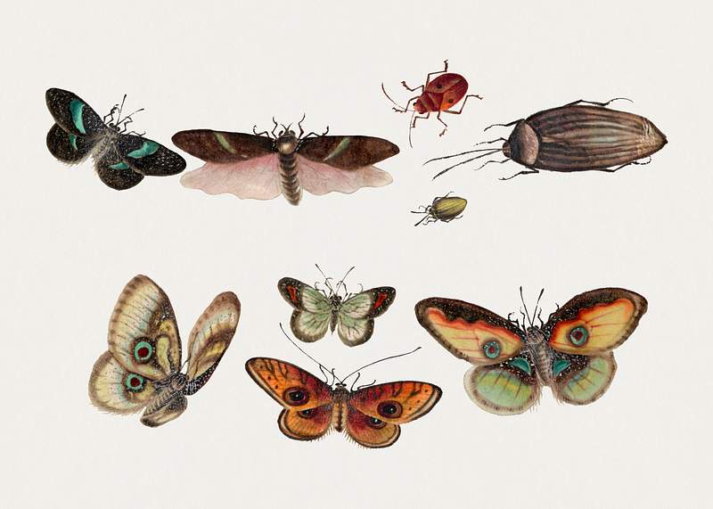 Chinese insect drawing of five butterflies, three beetles and four insects from the 18th century. Original from The…