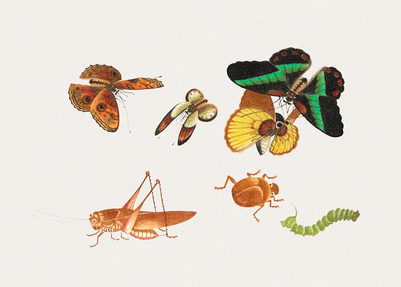 Chinese insect drawing of four butterflies, a beetle, caterpillar and a grasshopper from the 18th century. Original from The…