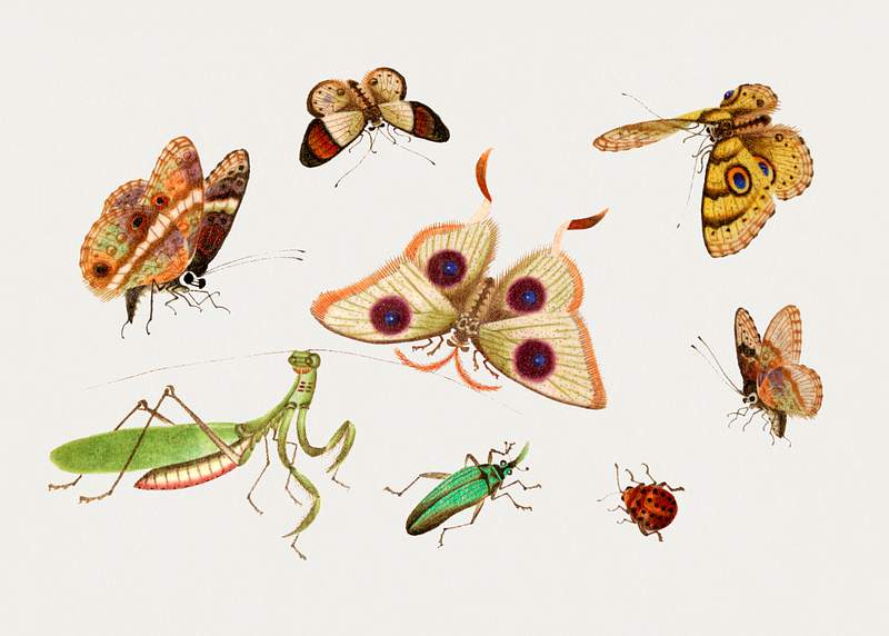 Chinese insect drawing of four butterflies, a moth, praying mantis and two insects from the 18th century. Original from The…