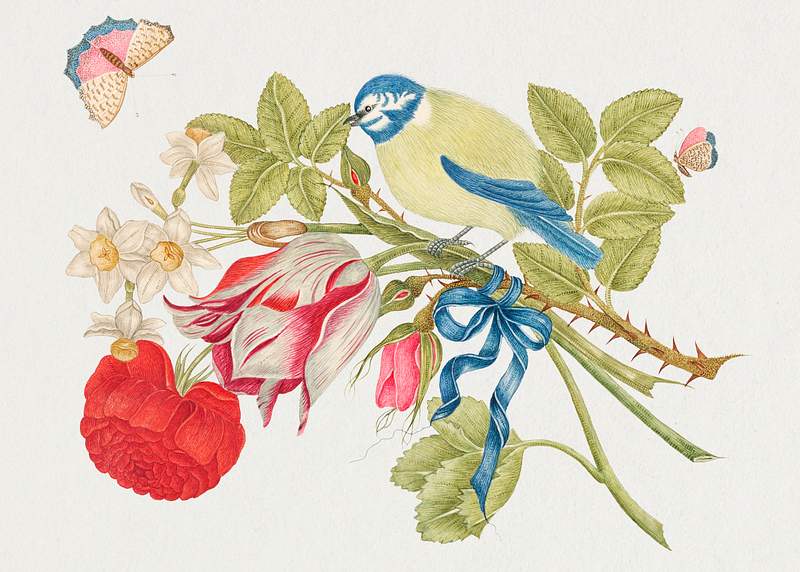 The 18th century illustration of a yellow and blue bird on bouquet with rose, tulips, and daffodils, with butterflies.…
