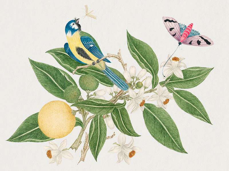 The 18th century illustration of a bird on an orange branch with butterfly. Original from The Smithsonian. Digitally enhanced…