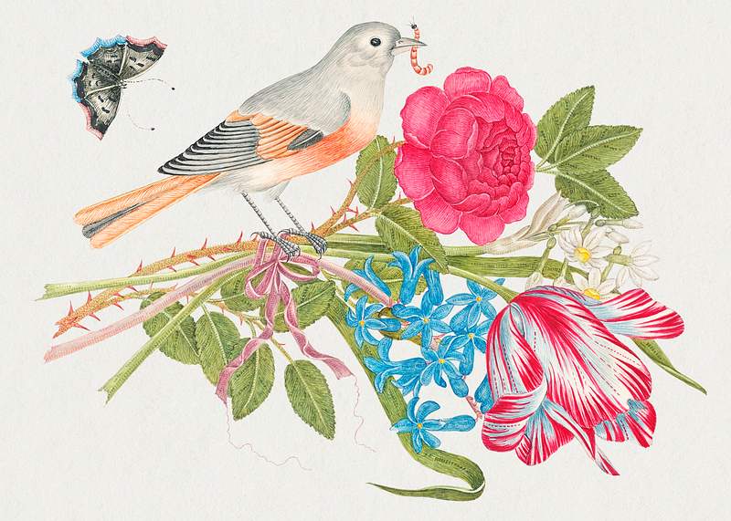 The 18th century illustration of a grey and coral bird on bouquet with rose, tulip, daisies, and forget me nots, with butterfly. Original from The Smithsonian. Digitally enhanced by rawpixel. The 18th century illustration of a grey and coral bird on bouquet with rose, tulip, daisies, and forget me nots, with…
