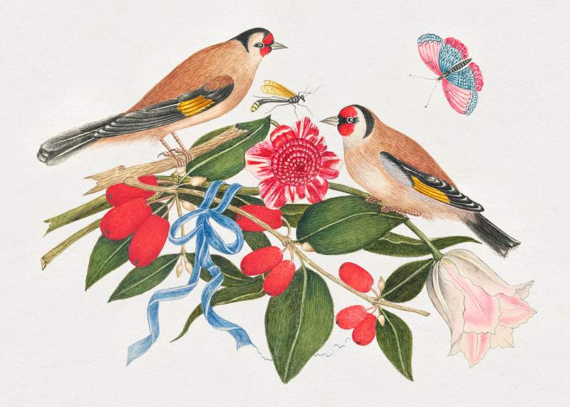 The 18th century illustration of pair of brown birds with blossoms, berries, and a butterfly. Original from The Smithsonian.…