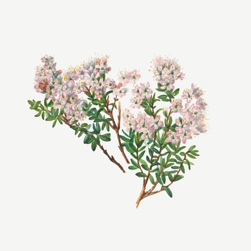 Sand Myrtle (Leiophyllum lyoni) (1930) by Mary Vaux Walcott. Original from The Smithsonian. Digitally enhanced by rawpixel.