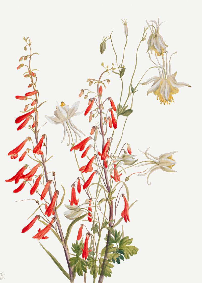 Flower Study (1883–1900)by Mary Vaux Walcott. Original from The Smithsonian. Digitally enhanced by rawpixel.