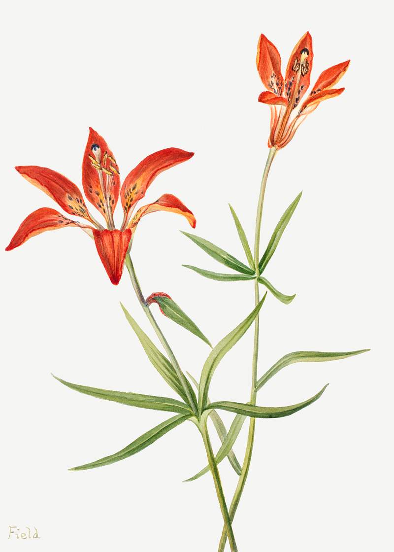 Lily (Lilium montanum) (1900–1920) by Mary Vaux Walcott. Original from The Smithsonian. Digitally enhanced by rawpixel.