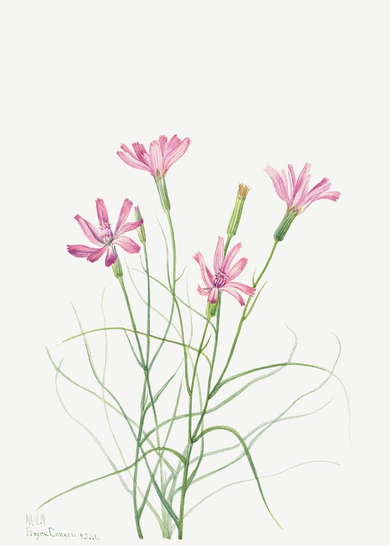 Skeleton Weed (Lygodesmia grandiflora) (1931) by Mary Vaux Walcott. Original from The Smithsonian. Digitally enhanced by…