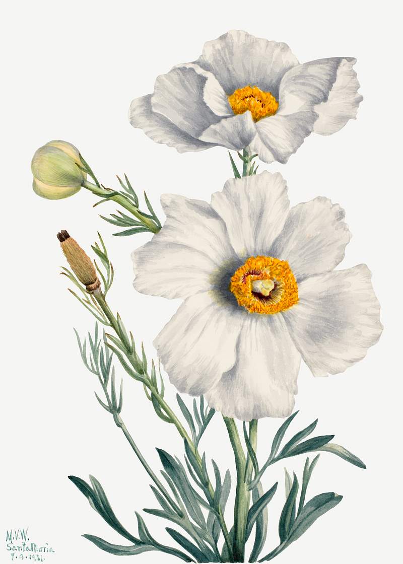 Matilija Poppy (Romneya coulteri) (1931) by Mary Vaux Walcott. Original from The Smithsonian. Digitally enhanced by rawpixel.