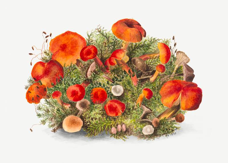 Study of Mushrooms (1880) by Mary Vaux Walcott. Original from The Smithsonian. Digitally enhanced by rawpixel.