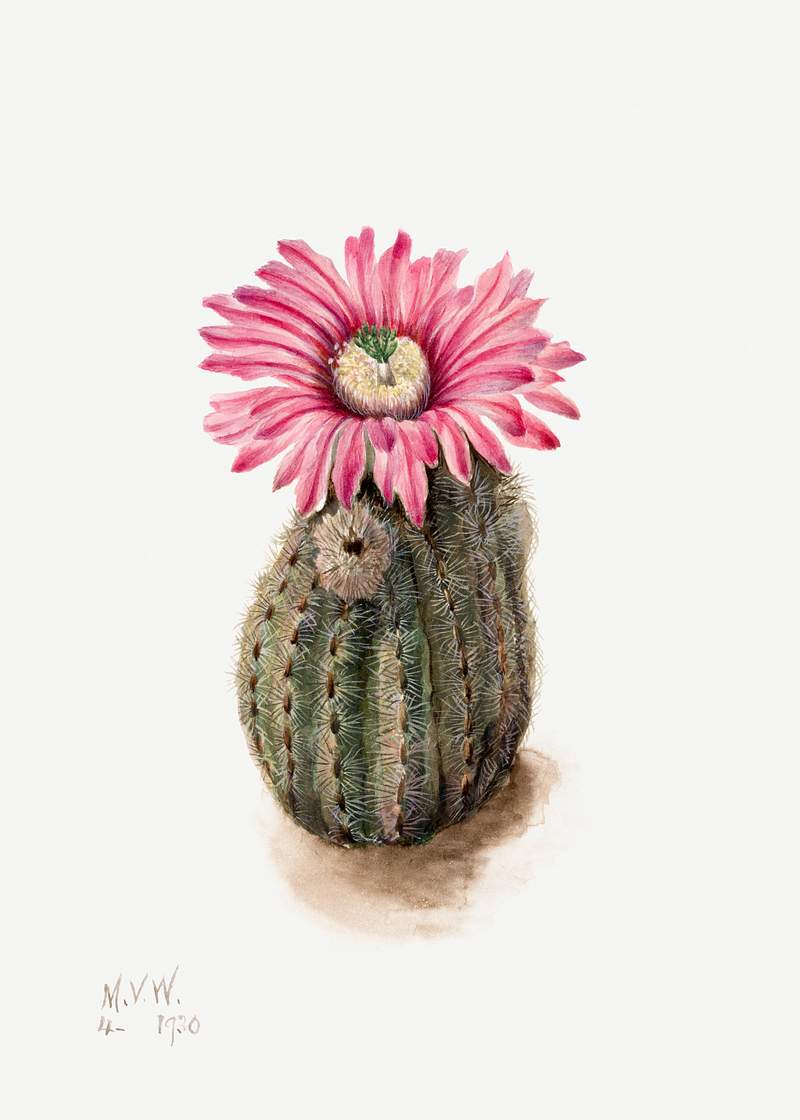 Turkeyhead Cactus (Echinocerus perbellus) (1930) by Mary Vaux Walcott. Original from The Smithsonian. Digitally enhanced by…