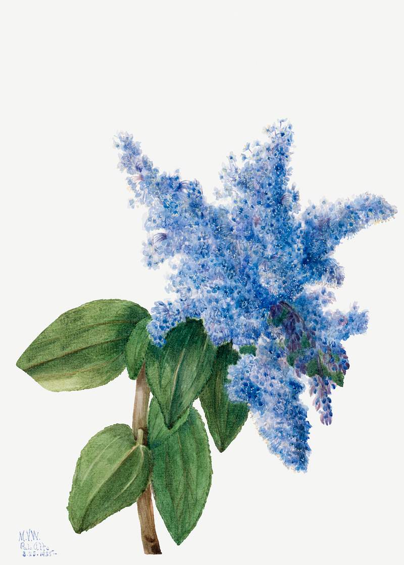 California Lilac (Ceanothus thyrsiflorus) (1935) by Mary Vaux Walcott. Original from The Smithsonian. Digitally enhanced by…