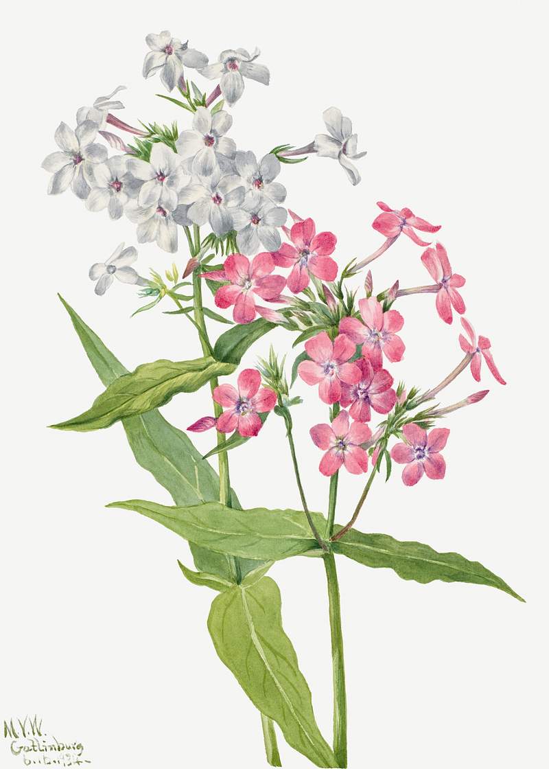 Perennial Phlox (Phlox paniculata) (1934) by Mary Vaux Walcott. Original from The Smithsonian. Digitally enhanced by…