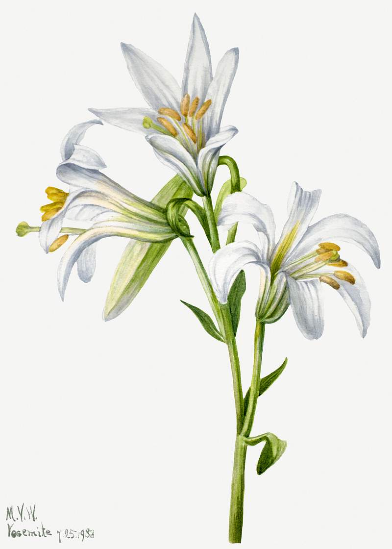 Washington Lily (Lilium washingtonianum) (1933) by Mary Vaux Walcott. Original from The Smithsonian. Digitally enhanced by…