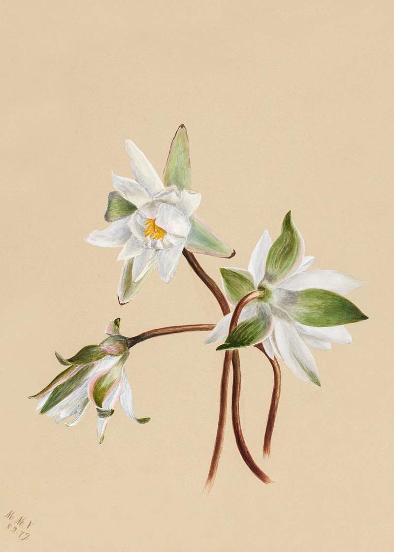 Water Lilies (Castalia odorata) (1879) by Mary Vaux Walcott. Original from The Smithsonian. Digitally enhanced by rawpixel.