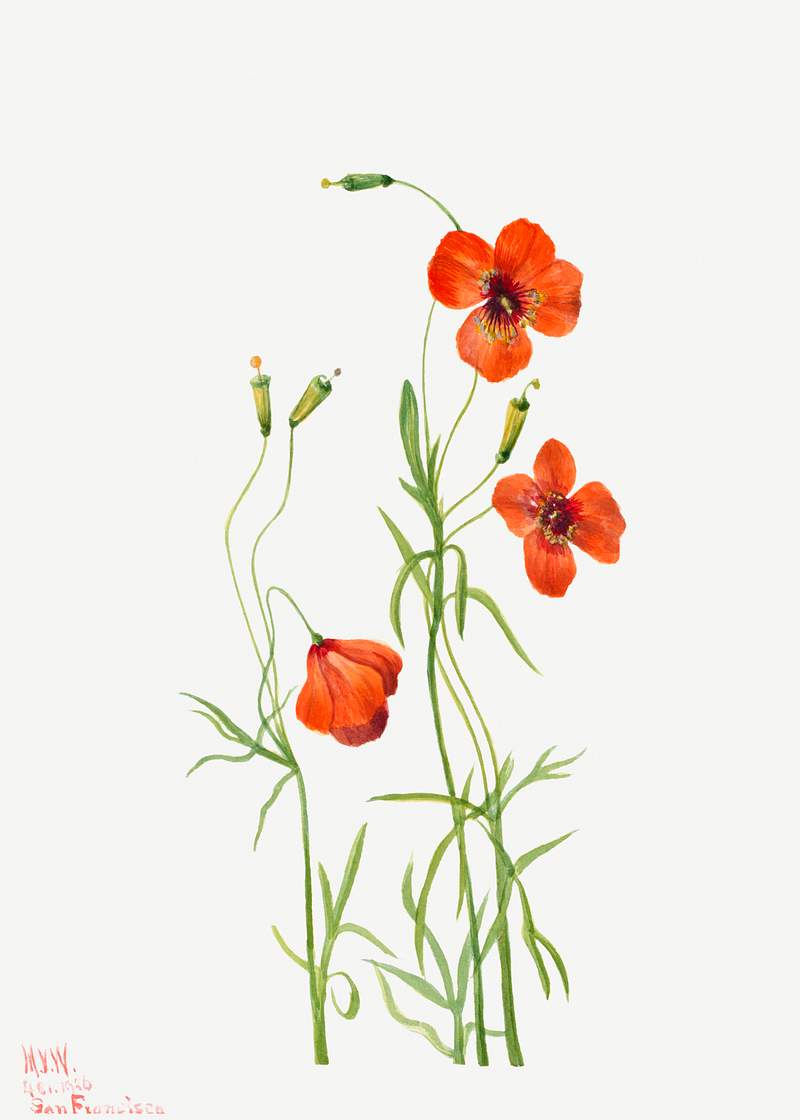 Wind Poppy (Stylomecon heterophylla) (1926) by Mary Vaux Walcott. Original from The Smithsonian. Digitally enhanced by…