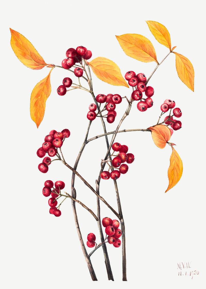 Red Chokeberry (Aronia arbutifolia) (1920) by Mary Vaux Walcott. Original from The Smithsonian. Digitally enhanced by…