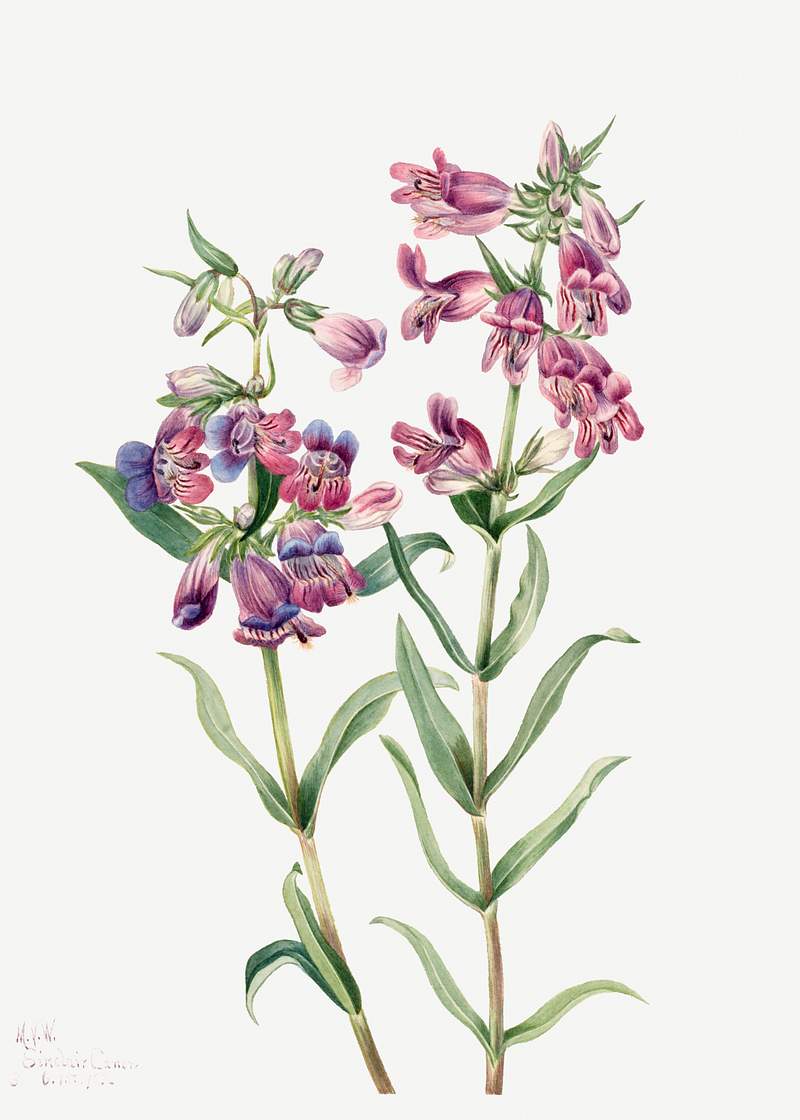 Prairie Pentstemon (Pentstemon erianthera) (1923) by Mary Vaux Walcott. Original from The Smithsonian. Digitally enhanced by…