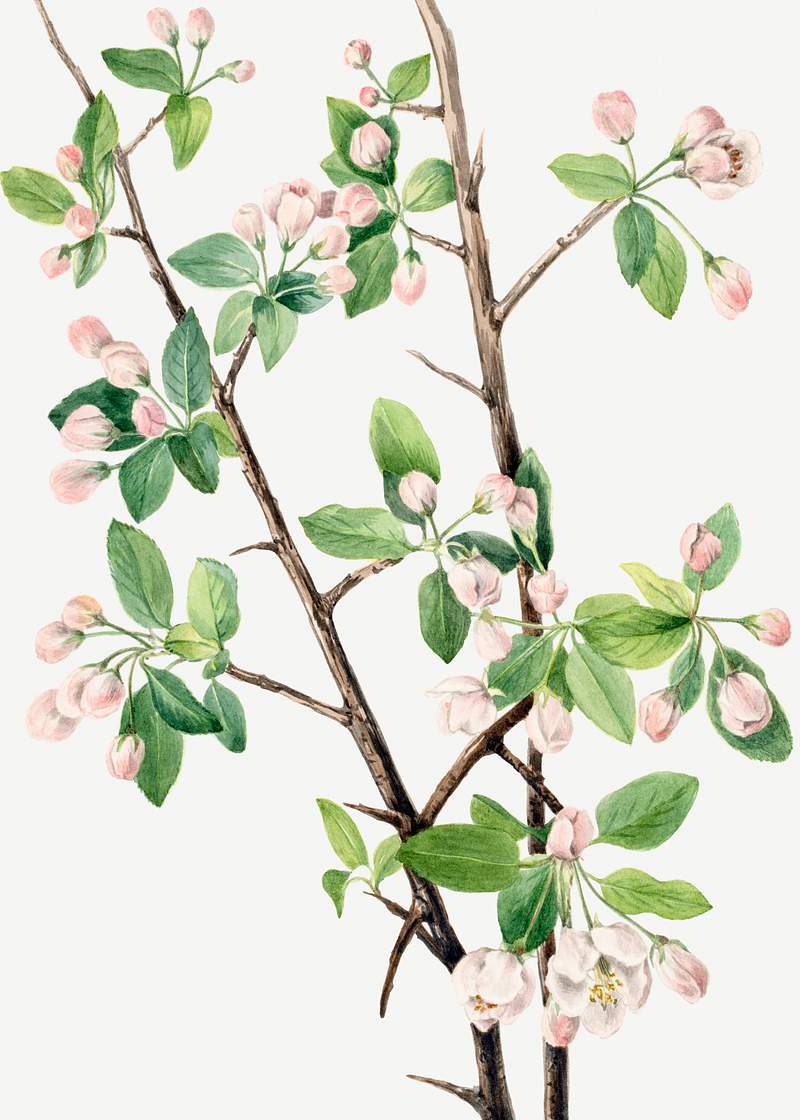 Wild Sweet Crab (Malus coronaria) (1920) by Mary Vaux Walcott. Original from The Smithsonian. Digitally enhanced by rawpixel.
