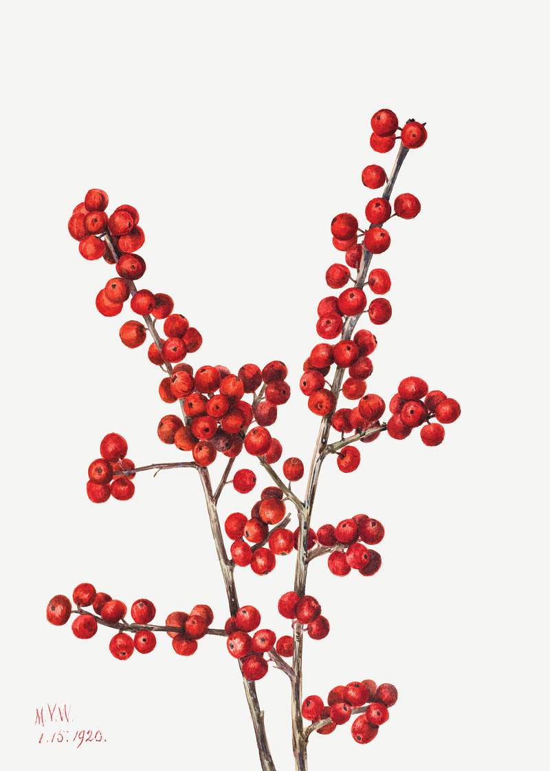 Winterberry (Ilex verticillata) (1920) by Mary Vaux Walcott. Original from The Smithsonian. Digitally enhanced by rawpixel.