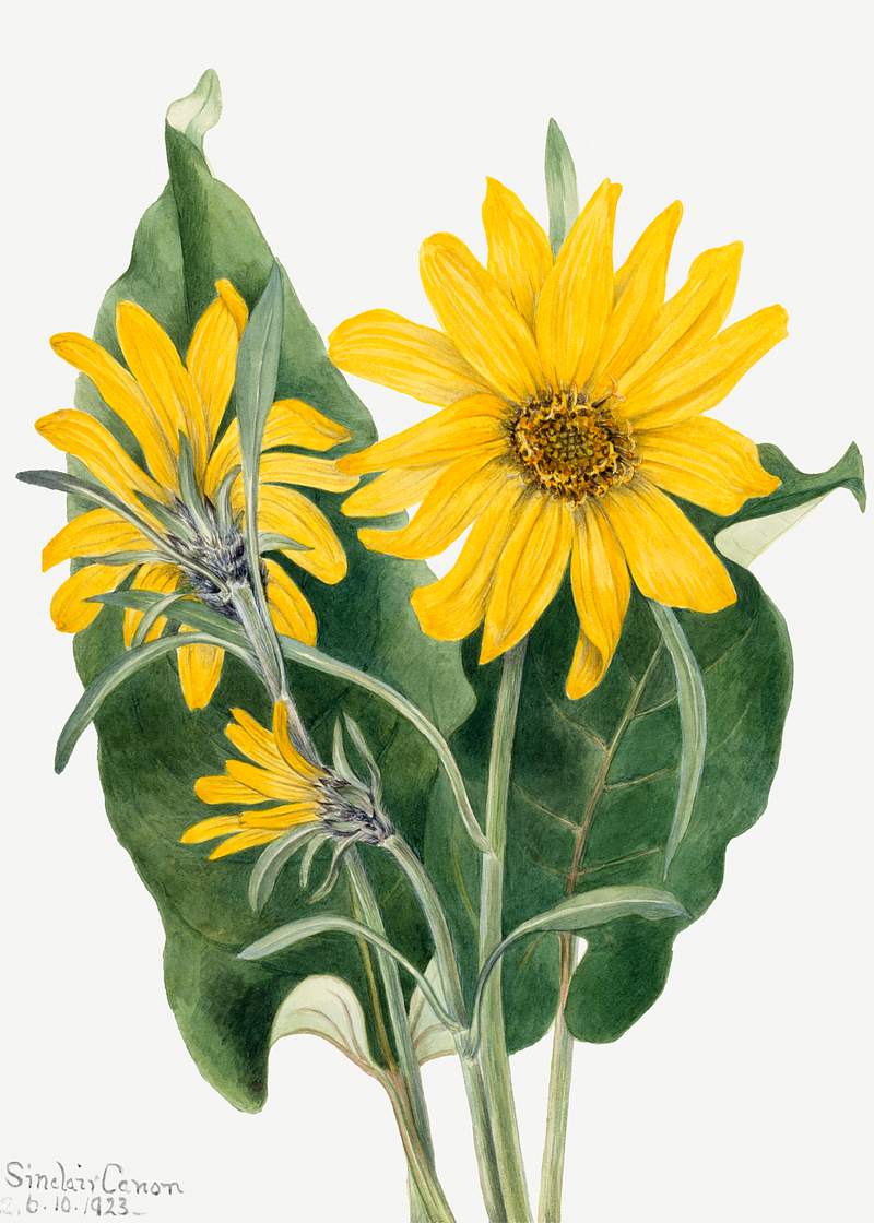 Balsamroot (Balsamorhiza sagittata) (1923) by Mary Vaux Walcott. Original from The Smithsonian. Digitally enhanced by…
