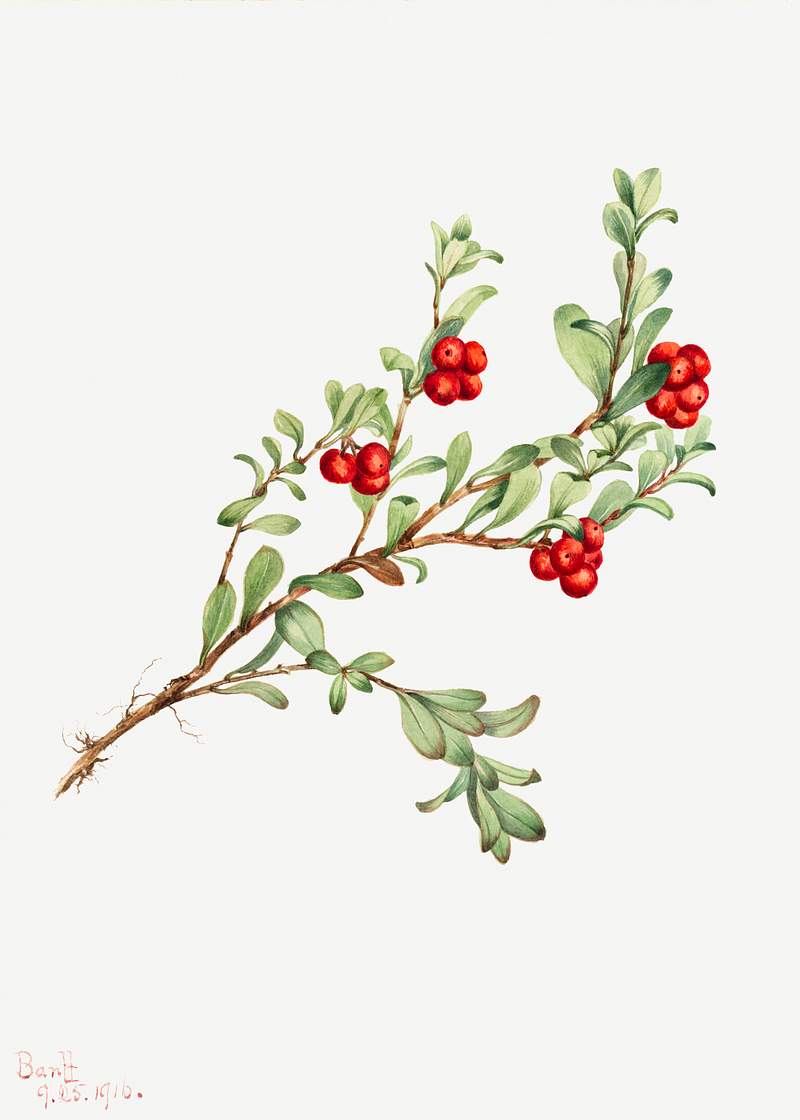 Bearberry (Arctostaphylos uva-ursi) (1916) by Mary Vaux Walcott. Original from The Smithsonian. Digitally enhanced by…