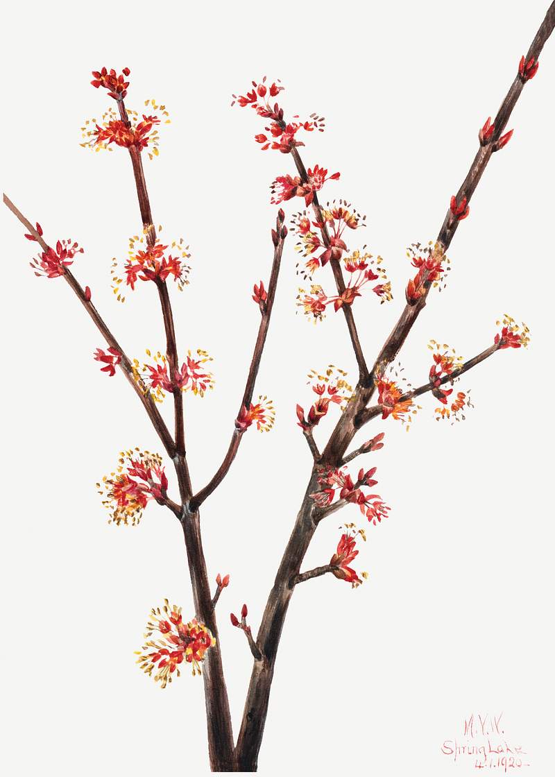 Red Maple (Acer rubrum) (1920) by Mary Vaux Walcott. Original from The Smithsonian. Digitally enhanced by rawpixel.