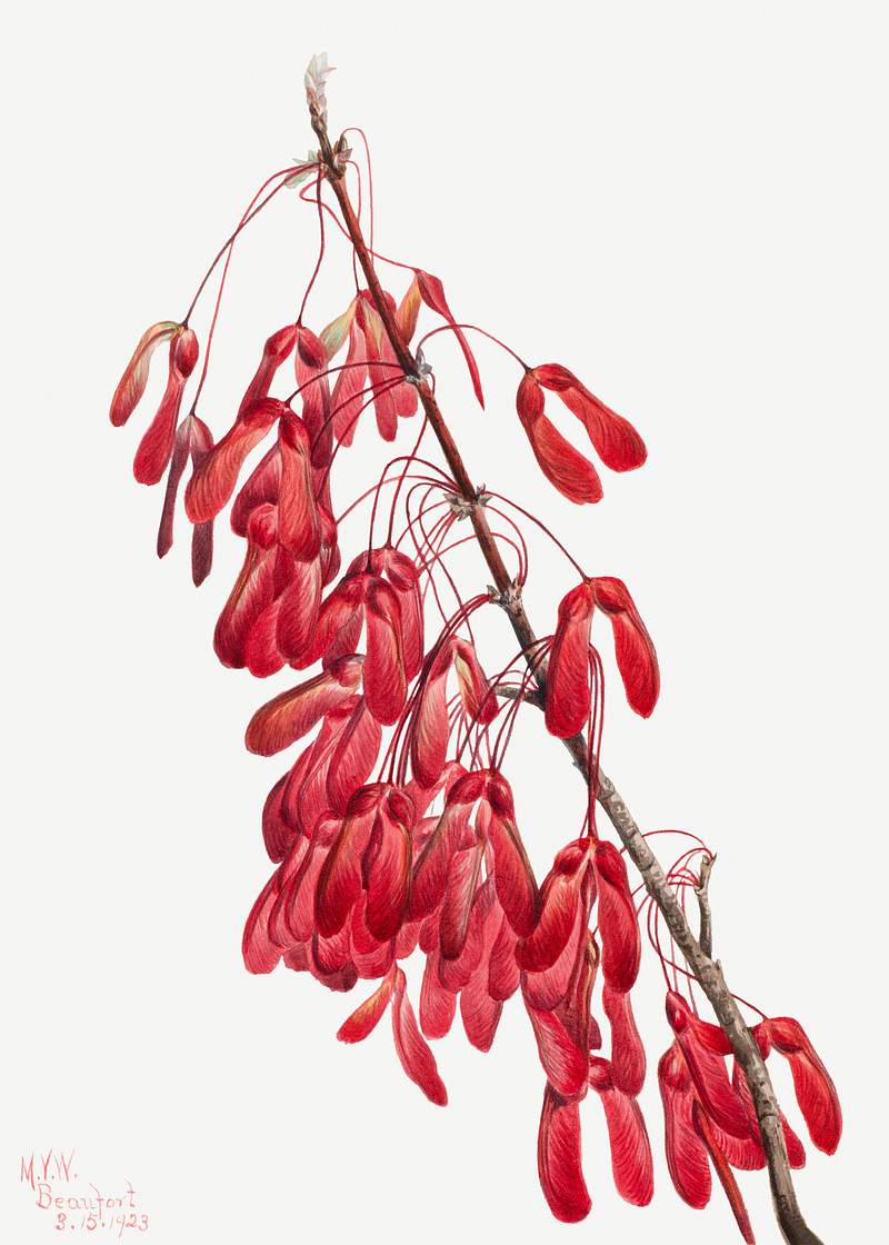 Carolina Maple (Acer carolinianum) (1923) by Mary Vaux Walcott. Original from The Smithsonian. Digitally enhanced by…