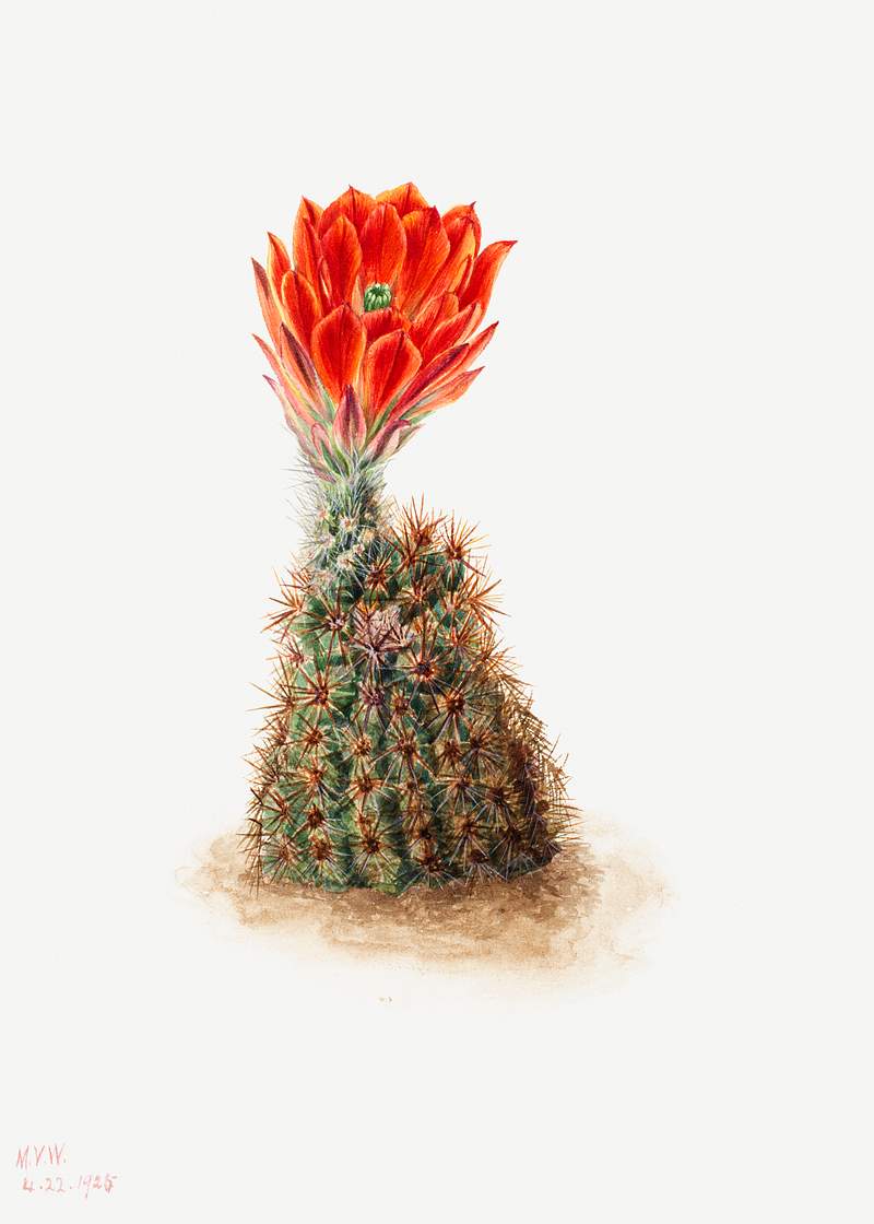 Cucumber Cactus (1939) by Mary Vaux Walcott. Original from The Smithsonian. Digitally enhanced by rawpixel.