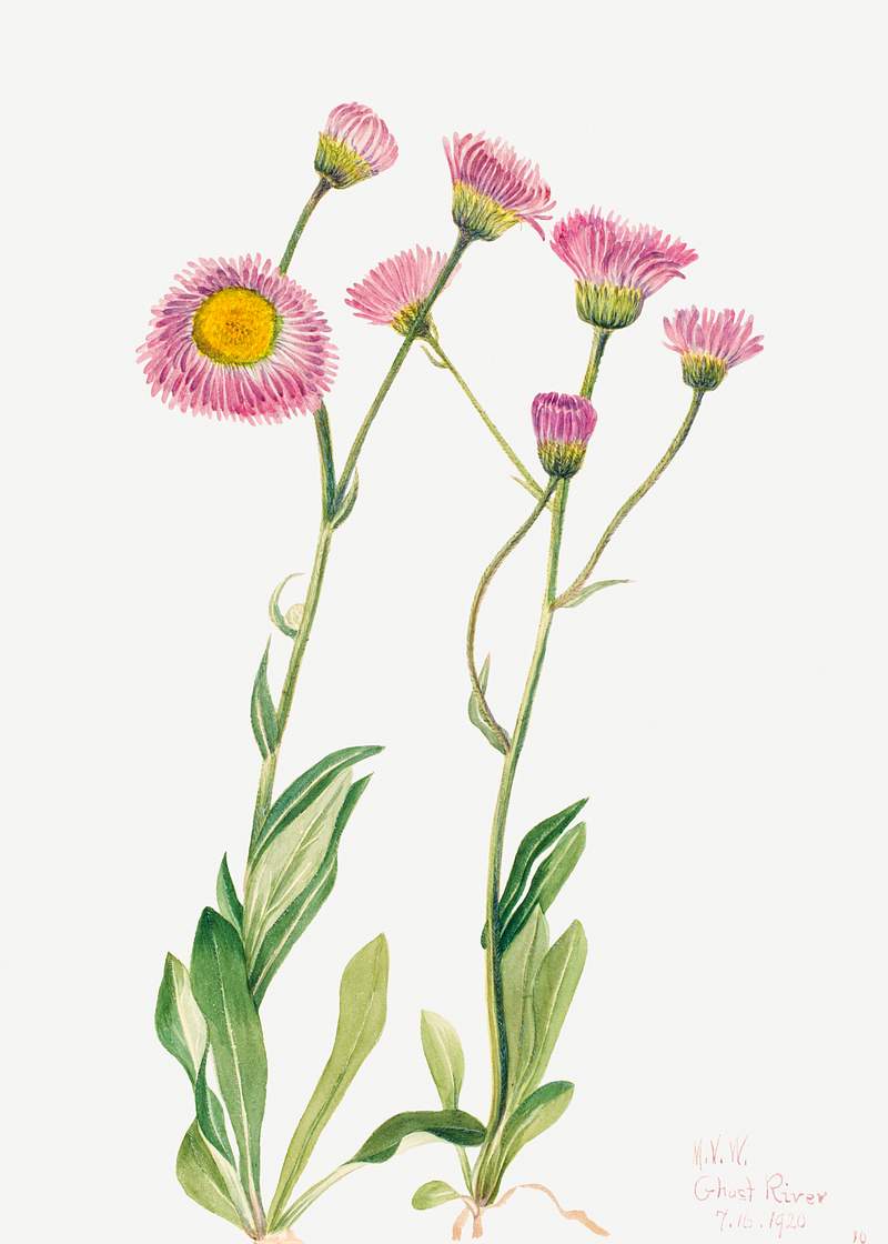 Meadow Fleabane (Erigeron speciosus) (1920) by Mary Vaux Walcott. Original from The Smithsonian. Digitally enhanced by…