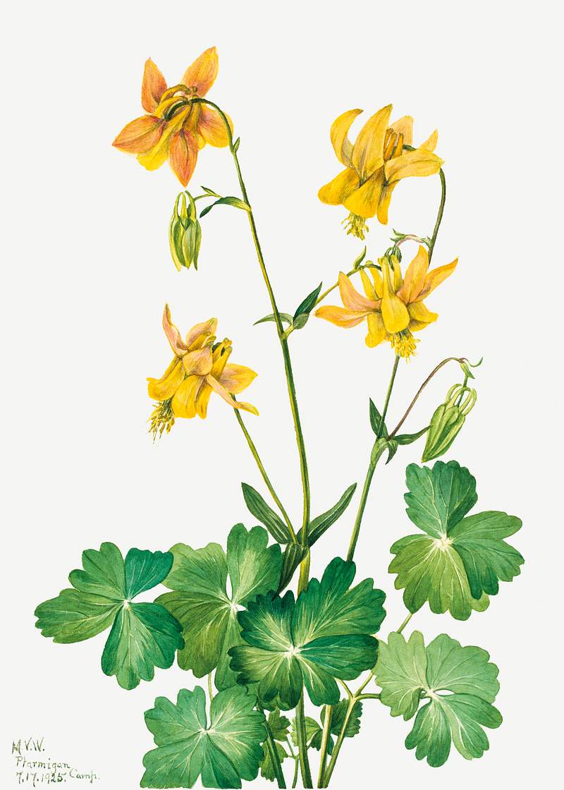 Lemon Columbine (Aquilegia flavescens) (1925) by Mary Vaux Walcott. Original from The Smithsonian. Digitally enhanced by…