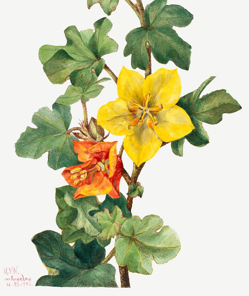 Mexican Fremontia (Fremontodendron mexicanum) (1926) by Mary Vaux Walcott. Original from The Smithsonian. Digitally enhanced…