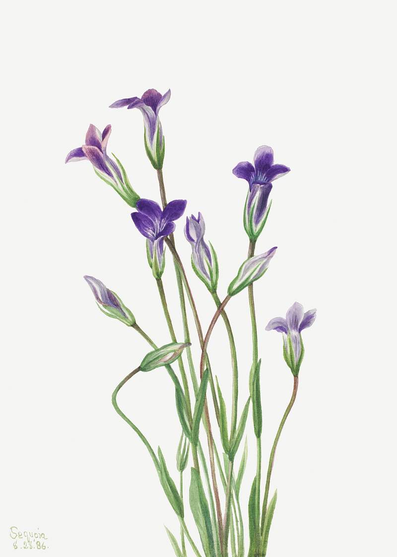 Gentian (Gentiana holopetala) (1936) by Mary Vaux Walcott. Original from The Smithsonian. Digitally enhanced by rawpixel.