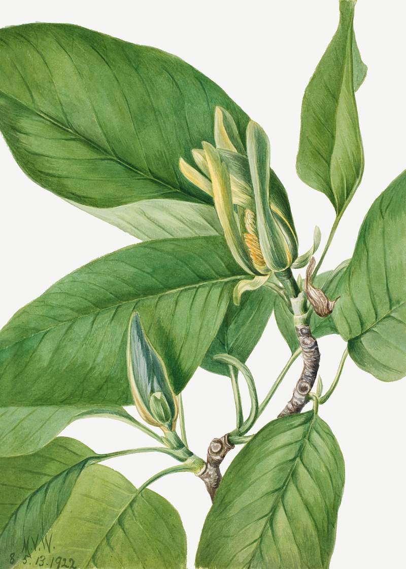 Cucumbertree (Magnolia acuminata) (1922) by Mary Vaux Walcott. Original from The Smithsonian. Digitally enhanced by rawpixel.