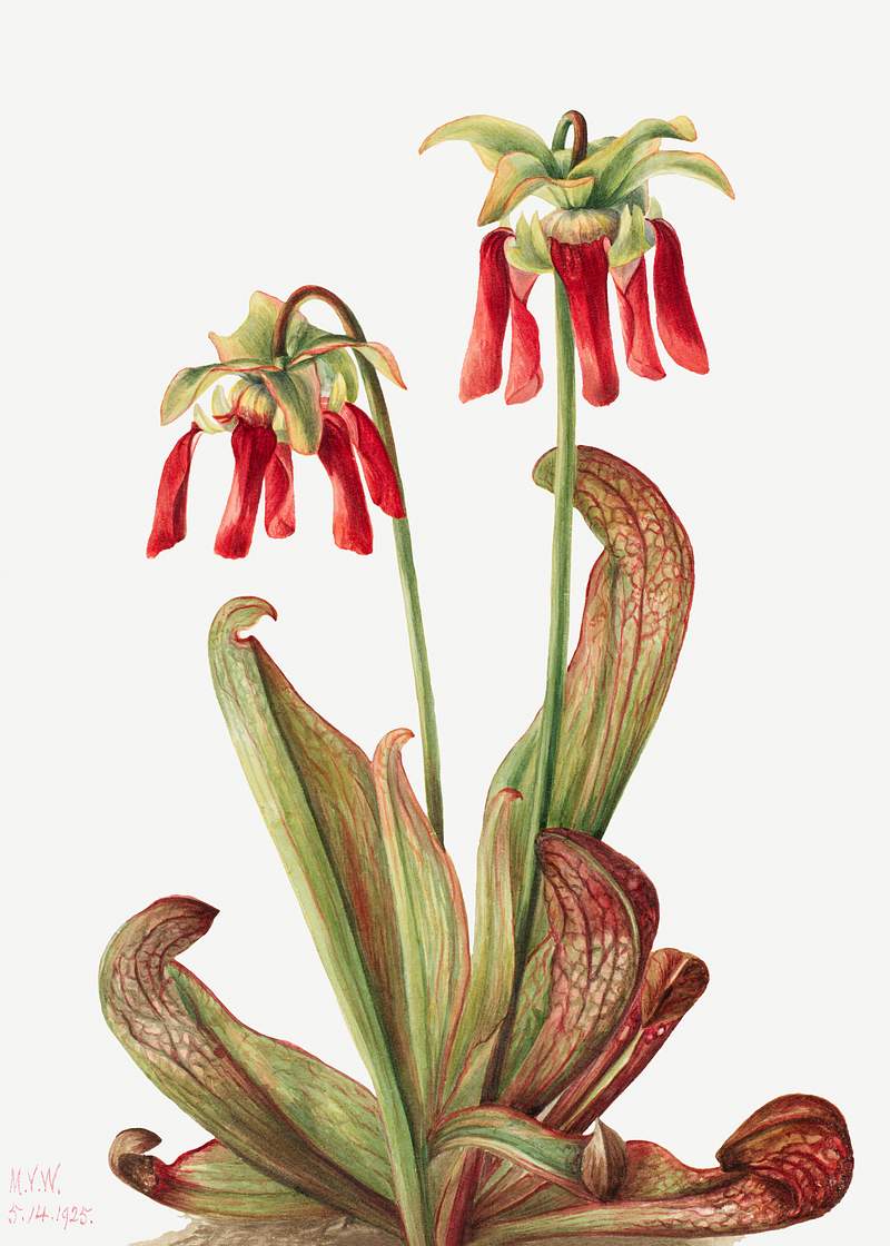 Parrot pitcherplant (Sarracenia psittacina) (1925) by Mary Vaux Walcott. Original from The Smithsonian. Digitally enhanced by…